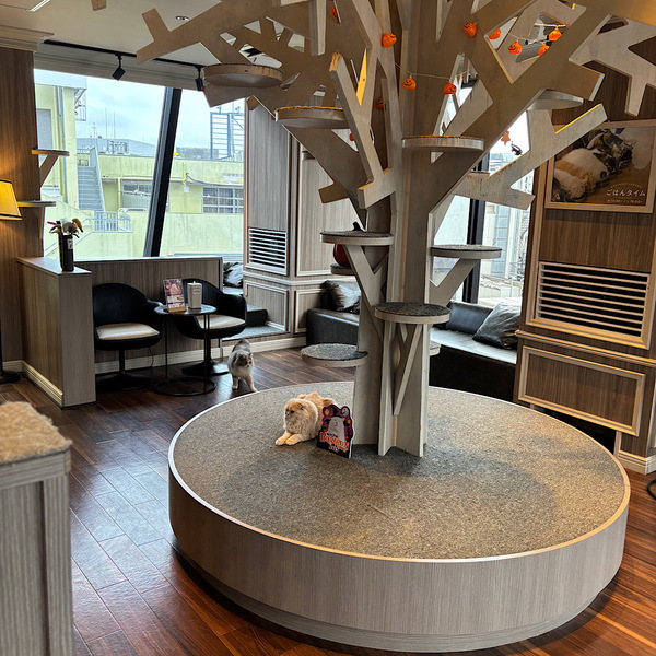 漫画読み放題・フリードリンクな猫カフェ 【mocha】猫ちゃんおやつも豊富で天国すぎる！ | HugMug