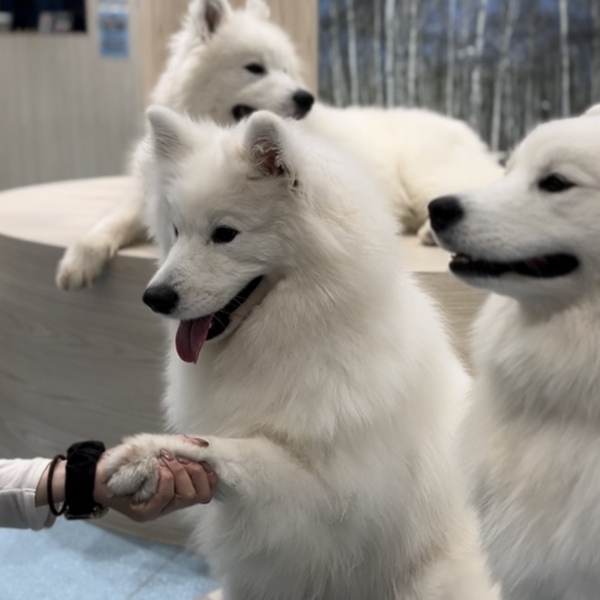 【浅草】子連れok！ワンちゃんに癒される話題のスポット！「サモエドカフェ アル」 | HugMug