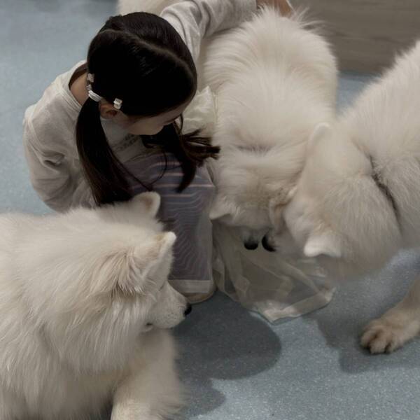 【浅草】子連れok！ワンちゃんに癒される話題のスポット！「サモエドカフェ アル」 | HugMug