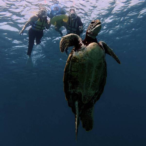 【子連れ宮古島旅行】3歳でも楽しめた！ ウミガメシュノーケリング体験＆おすすめグルメまとめ | HugMug