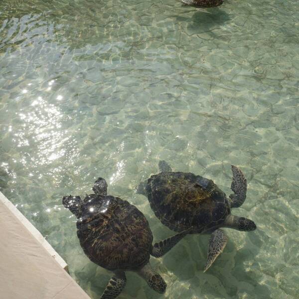 【子連れ宮古島旅行】3歳でも楽しめた！ ウミガメシュノーケリング体験＆おすすめグルメまとめ | HugMug
