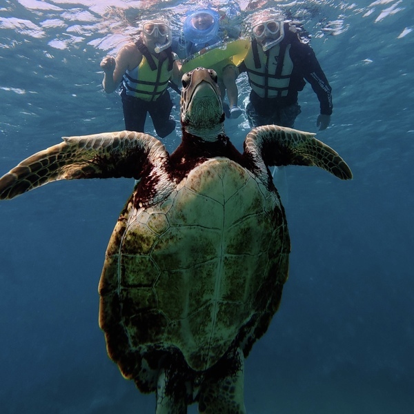 【子連れ宮古島旅行】3歳でも楽しめた！ ウミガメシュノーケリング体験＆おすすめグルメまとめ | HugMug