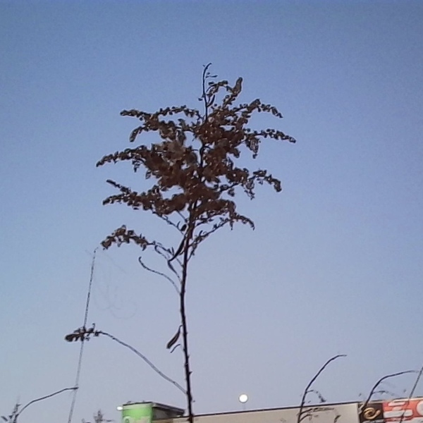 キーホルダー？いいえ本物のカメラです！バッグにつけられるKodak超小型カメラがすごい | HugMug