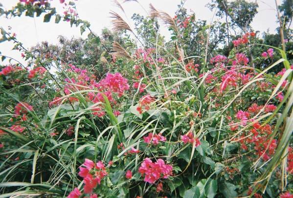 平成レトロで再ブーム！子連れ旅行に「写ルンです」がおすすめな理由 | HugMug