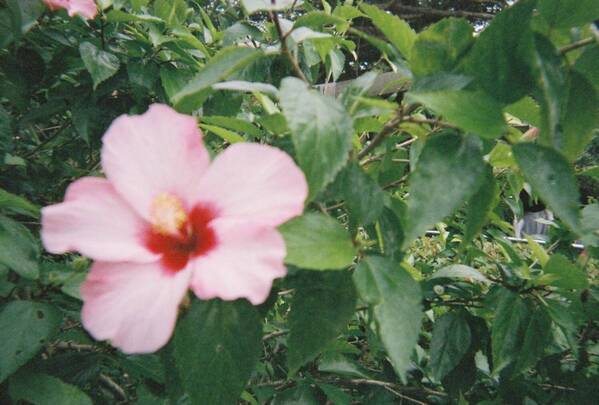 平成レトロで再ブーム！子連れ旅行に「写ルンです」がおすすめな理由 | HugMug