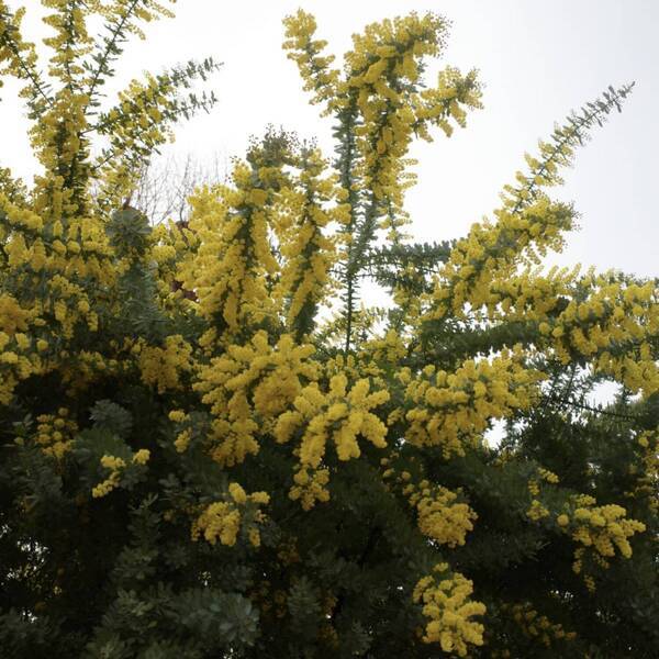 【大阪】子連れで行く 「ひらかたパーク」が最高だった！ 4歳が大はしゃぎのアクアリウム＆乗りものレポ | HugMug