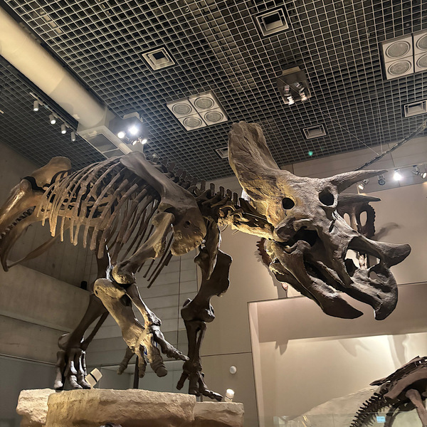 恐竜好きキッズ必見！【国立科学博物館】探検プログラム「かはくたんけん隊」体験レポ | HugMug
