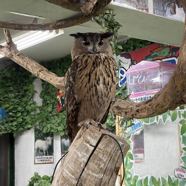 韓国旅行気分を国内で体験！【子連れ新大久保】おすすめスポット＆食べ歩きグルメまとめ | HugMug