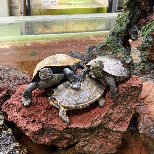 韓国旅行気分を国内で体験！【子連れ新大久保】おすすめスポット＆食べ歩きグルメまとめ | HugMug