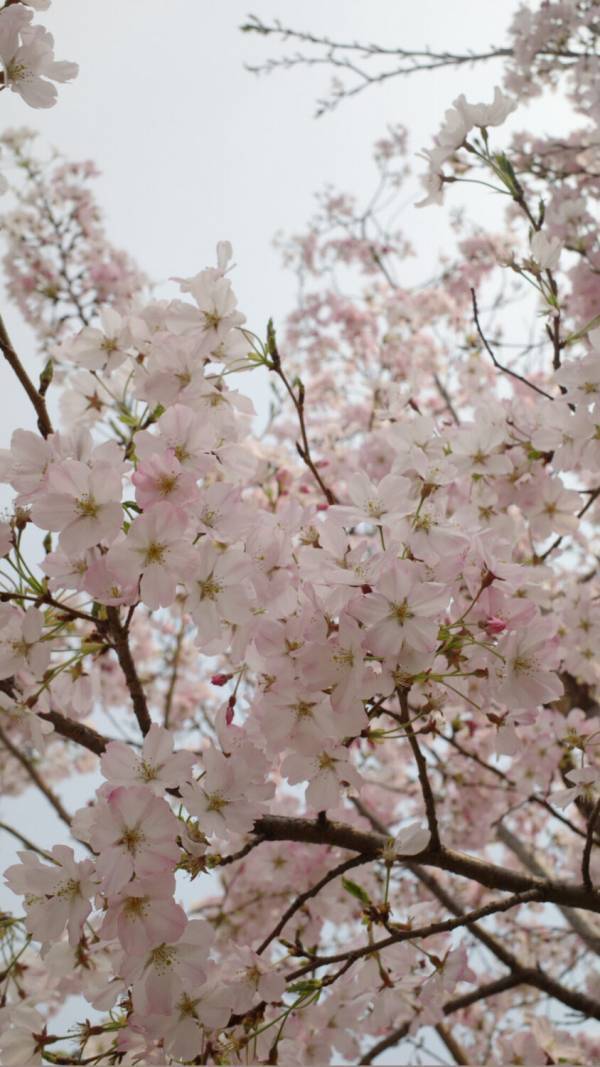 今すぐ真似したい！【2026春】最旬トレンド3選”ネイル・コスメ・スキンケア” | HugMug