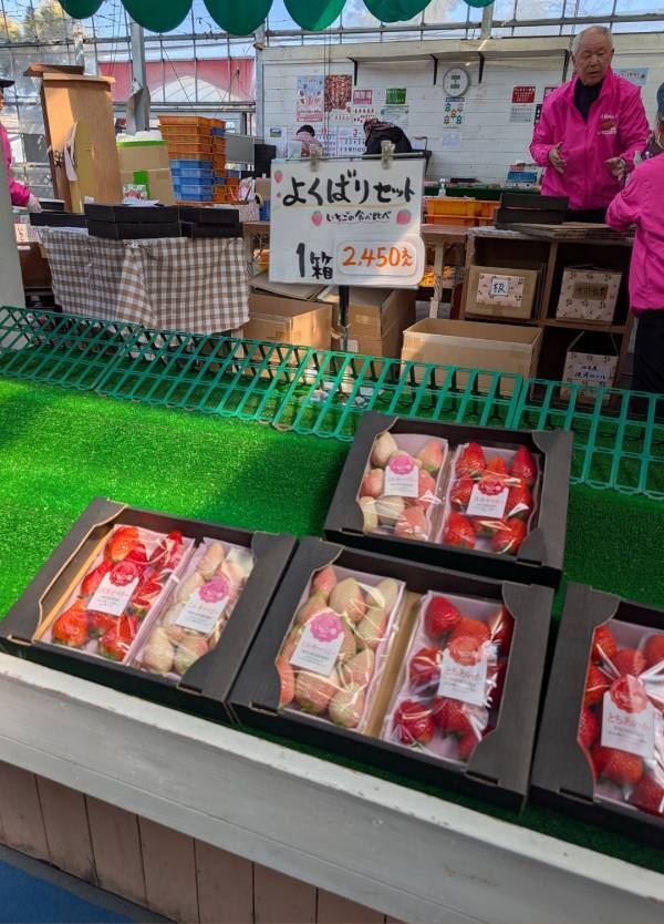 子連れいちご狩りは「いちごの里」が最強！食べ比べやカフェ、遊び場など1日満喫レポ | HugMug