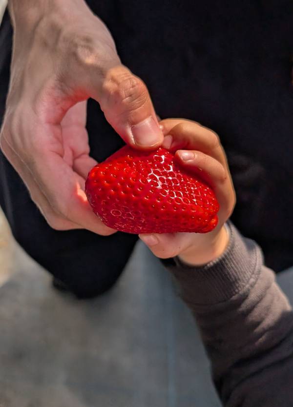 子連れいちご狩りは「いちごの里」が最強！食べ比べやカフェ、遊び場など1日満喫レポ | HugMug