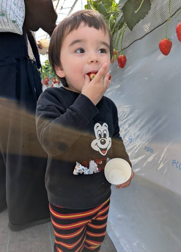 子連れいちご狩りは「いちごの里」が最強！食べ比べやカフェ、遊び場など1日満喫レポ | HugMug