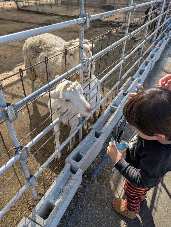 子連れいちご狩りは「いちごの里」が最強！食べ比べやカフェ、遊び場など1日満喫レポ | HugMug