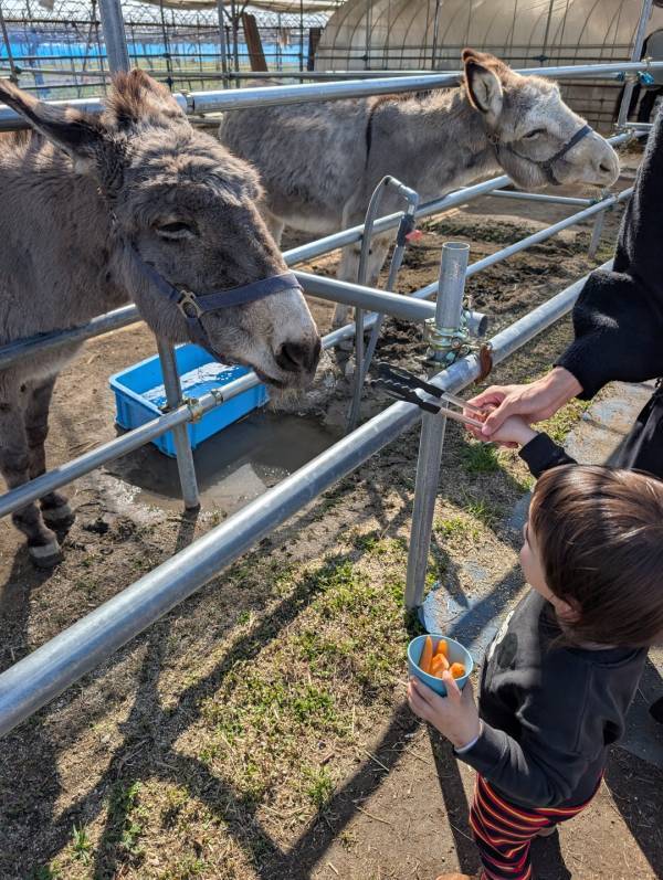 子連れいちご狩りは「いちごの里」が最強！食べ比べやカフェ、遊び場など1日満喫レポ | HugMug