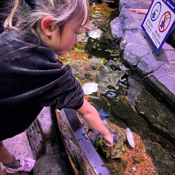5月11日まで！水族館【SEA LIFE】があつまれ どうぶつの森とコラボ中 | HugMug