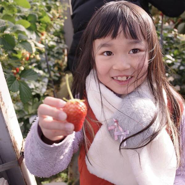 【時間無制限・練乳おかわり自由！】いちご狩りスポット【蒲郡オレンジパーク】が最高すぎる | HugMug