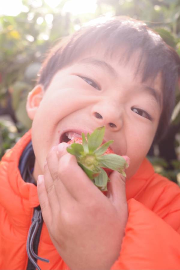 【時間無制限・練乳おかわり自由！】いちご狩りスポット【蒲郡オレンジパーク】が最高すぎる | HugMug