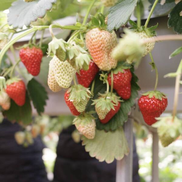 【時間無制限・練乳おかわり自由！】いちご狩りスポット【蒲郡オレンジパーク】が最高すぎる | HugMug