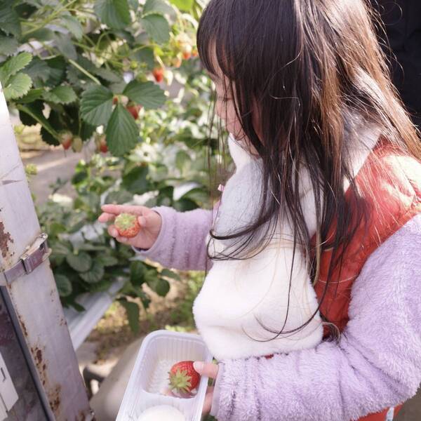 【時間無制限・練乳おかわり自由！】いちご狩りスポット【蒲郡オレンジパーク】が最高すぎる | HugMug