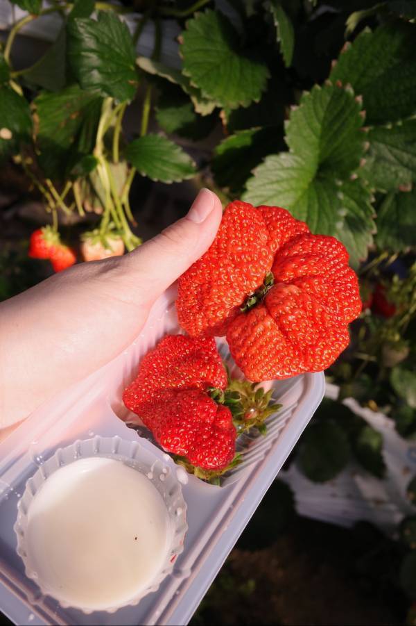 【時間無制限・練乳おかわり自由！】いちご狩りスポット【蒲郡オレンジパーク】が最高すぎる | HugMug