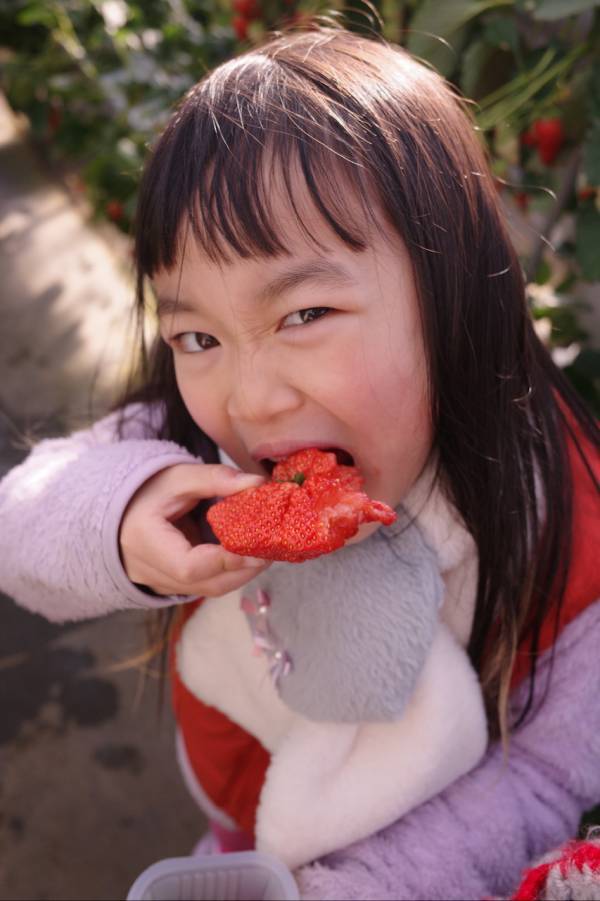 【時間無制限・練乳おかわり自由！】いちご狩りスポット【蒲郡オレンジパーク】が最高すぎる | HugMug