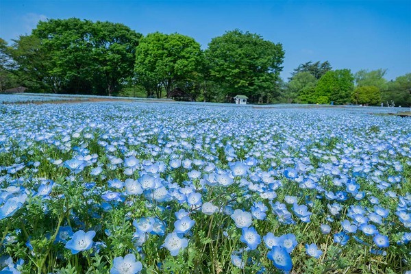 5月に行きたい遊び場＆イベント16選【関東】 | HugMug