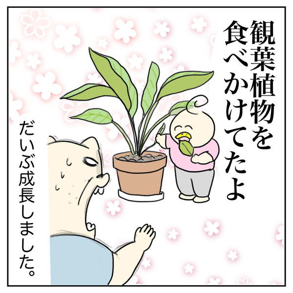 【最終回】「こんなに大きくなって……子の成長を感じた朝顔の観察日記」Aやんのしゃかりき育児珍道中 vol.41 | HugMug