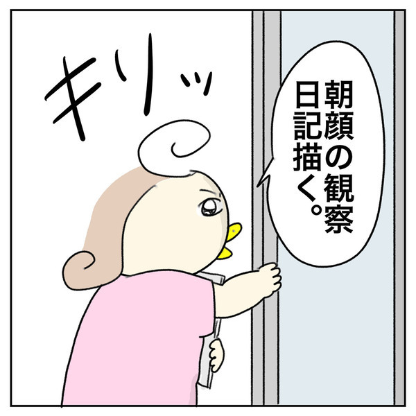 【最終回】「こんなに大きくなって……子の成長を感じた朝顔の観察日記」Aやんのしゃかりき育児珍道中 vol.41 | HugMug
