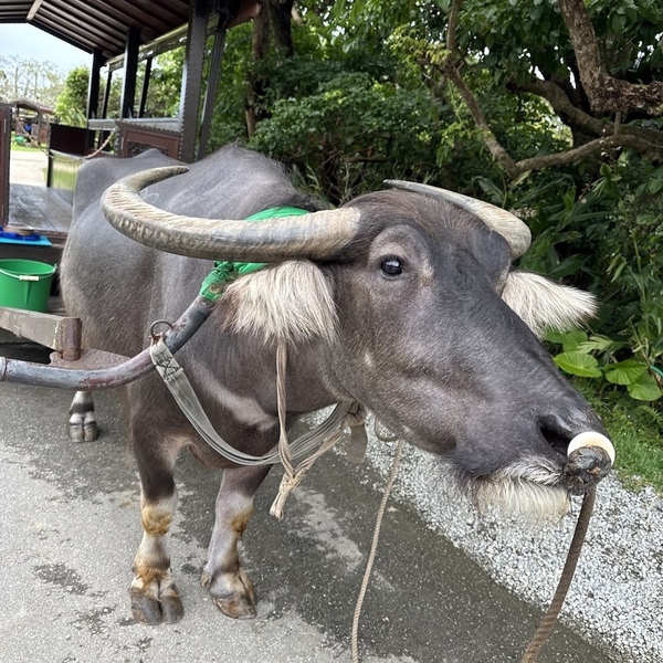 【沖縄旅行】海だけじゃない！子連れで動物と触れ合い尽くす旅 3選 | HugMug
