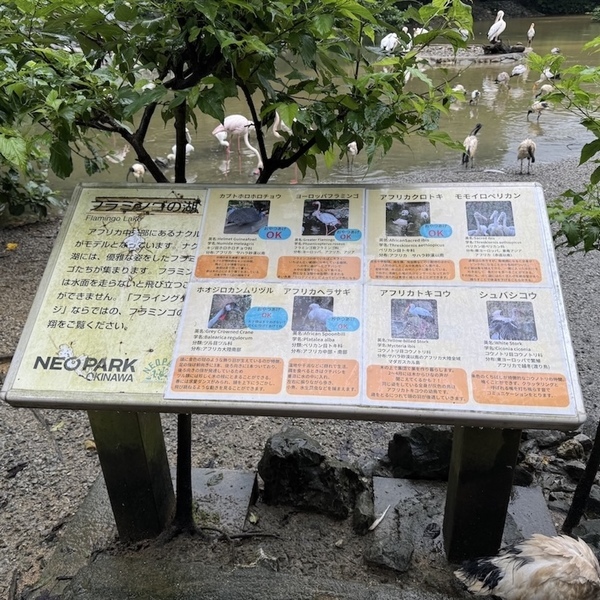 【沖縄旅行】海だけじゃない！子連れで動物と触れ合い尽くす旅 3選 | HugMug