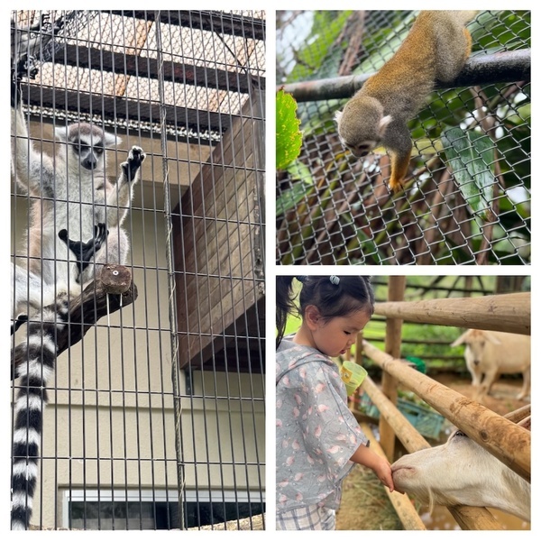 【沖縄旅行】海だけじゃない！子連れで動物と触れ合い尽くす旅 3選 | HugMug