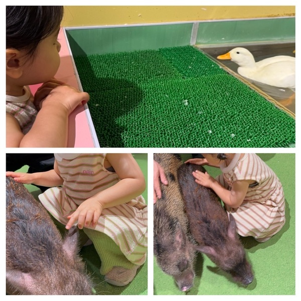 【沖縄旅行】海だけじゃない！子連れで動物と触れ合い尽くす旅 3選 | HugMug