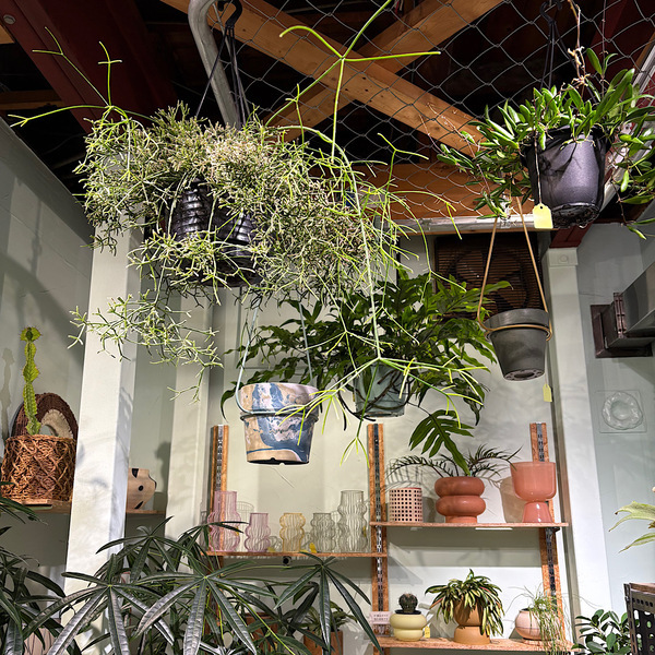 【墨田区・曳舟】観葉植物好きに絶対おすすめ！鉢選びまで楽しい植物屋さん「GOOD LIFE STORE」 | HugMug