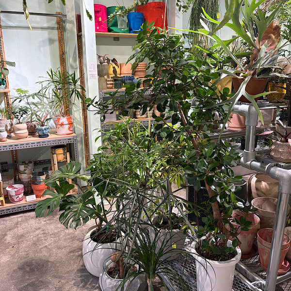 【墨田区・曳舟】観葉植物好きに絶対おすすめ！鉢選びまで楽しい植物屋さん「GOOD LIFE STORE」 | HugMug