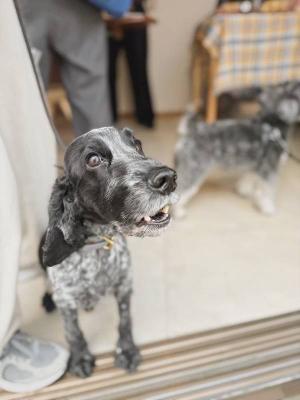 愛犬とのサステナブルでメロウな日常を提案するブランド『mellowbear』が可愛すぎる | HugMug