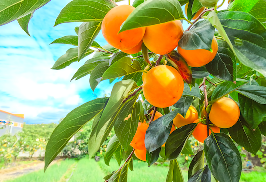 果物の木のオーナーになれる 魅力的な農業体験 年9月30日 ウーマンエキサイト