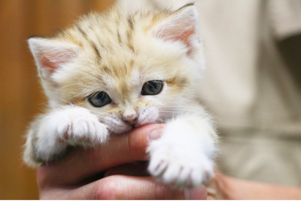 かわいすぎる 砂漠の天使 世界最小級の野生ネコ スナネコ写真集が楽しみすぎる 年12月2日 ウーマンエキサイト