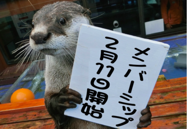 柵なし水族館 人気動物やスタッフが登場するオンライン配信サービス 21年2月17日 ウーマンエキサイト