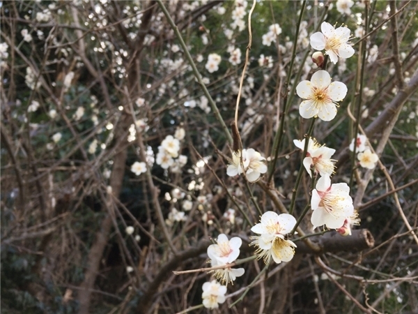 第99灯　フジイチカコさんのコミックエッセイ「ソーラー女子は電気代0円で生活してます！」が出版されました♪