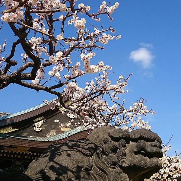 【今週の対決】新宿御苑と湯島天神…梅の名所の軍配は？