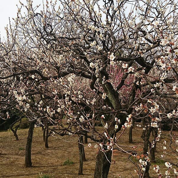 【今週の対決】新宿御苑と湯島天神…梅の名所の軍配は？