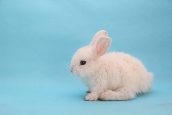 ダッフィーに三角関係の予感？ 夢見るウサギにメロメロ