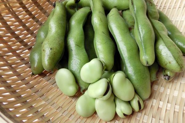 豊富な栄養を余すところなく食べるため…そら豆の基礎知識５