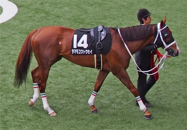 花見、競馬、一攫千金？欲張る大人の遊園地「競馬場」で遊んでみた