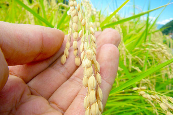 全国から食通集う青森・創業70年総菜店の焼きおにぎりのヒミツ