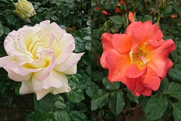 【今週の対決】鳩山会館、旧古河庭園…「バラ園」の魅力