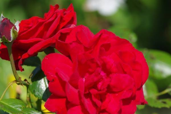 【韓ドラの凄ワザ】『パパはスーパースター!?』で光る子役の存在