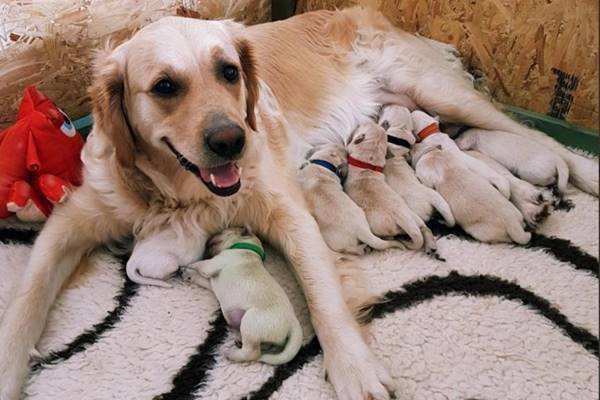 ゴールデン・レトリバーが緑色の仔犬を出産