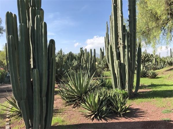 チョコレートごはんに皮付きアボカド！衝撃のメキシコ料理を食す！